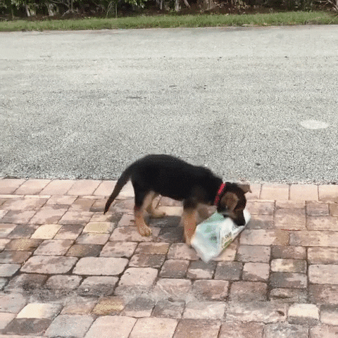 Dog delivering newspaper